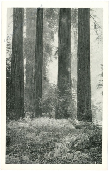 kalifornien, hendy grove