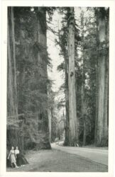 kalifornien, hendy grove