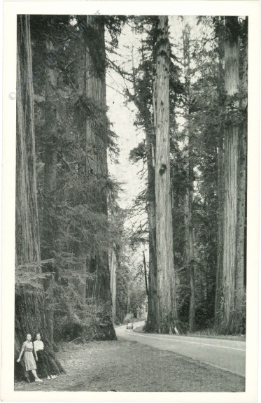 kalifornien, hendy grove