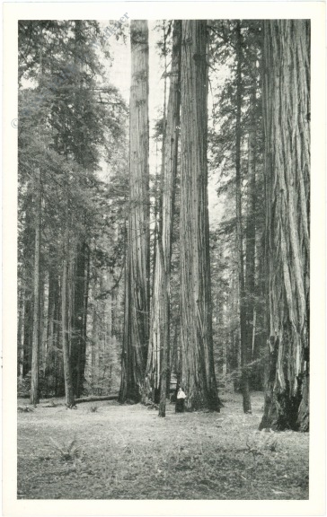 kalifornien, hendy grove, redwood forests