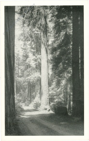 kalifornien, hendy grove, redwood forests