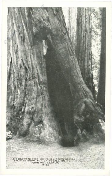 kalifornien, muir woods, redwood tree