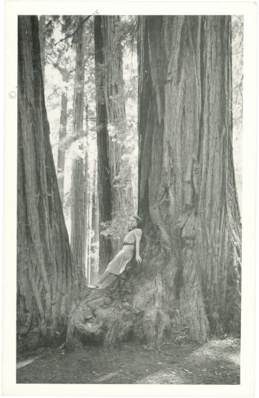 kalifornien, muir woods