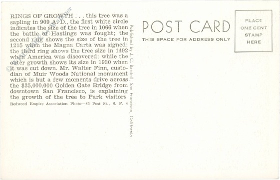 kalifornien, muir woods, rings of growth