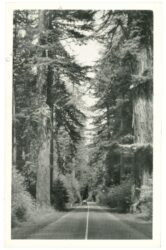 kalifornien, muir woods, temples of nature