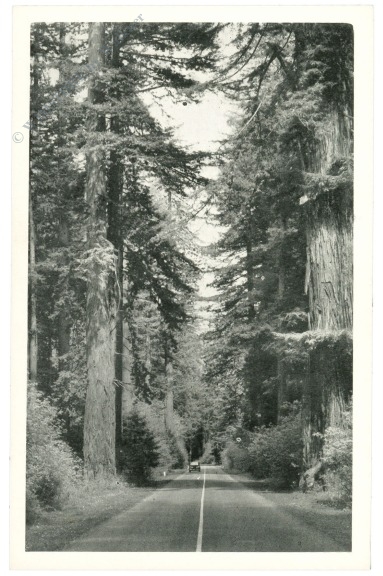 kalifornien, muir woods, temples of nature