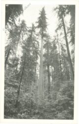 kalifornien, muir woods, world's tallest tree
