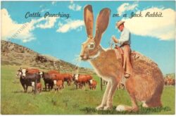 usa, cattle punching an a jack rabbit