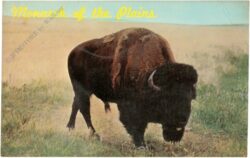 south dakota, buffalo in black hills