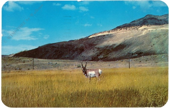 wyoming, yellowstone nationalpark, buck antelope wyoming, yellowstone nationalpark, buck antelope