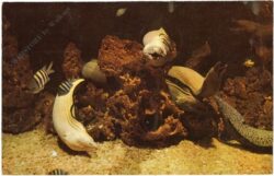 florida, miami, aquarium