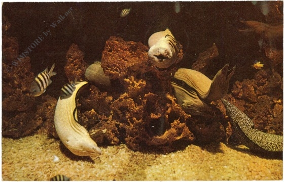 florida, miami, aquarium florida, miami, aquarium