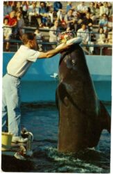 florida, miami, aquarium, whale show