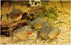 florida, miami, aquarium