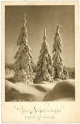 neujahr verschneite tannen