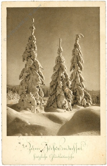 neujahr verschneite tannen