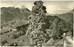bürgenstock, hotel honegg mit stanserhorn
