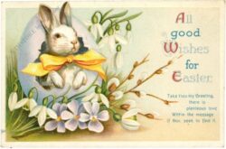 ostern hase schaut aus dem ei