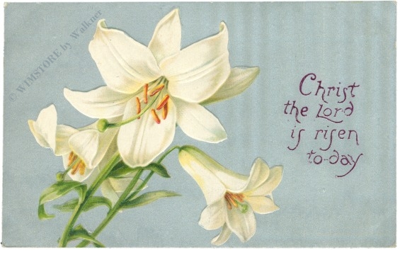 ostern lilie auf silbernem grund ostern lilie auf silbernem grund