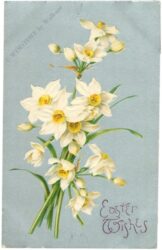 ostern narzissen auf silbernem grund