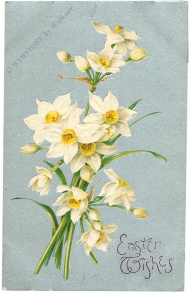 ostern narzissen auf silbernem grund ostern narzissen auf silbernem grund