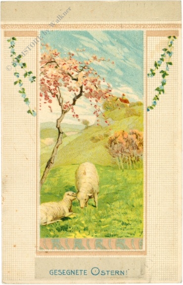 oster schafe auf der wiese