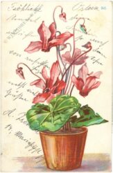 ostern alpenveilchen