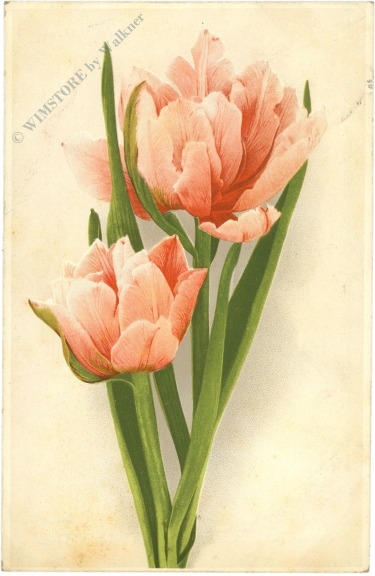 tulpen