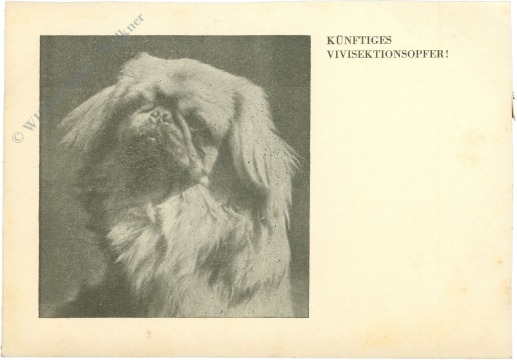 pekinese