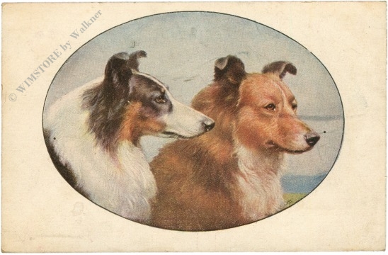 hunde