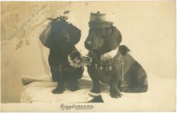 dackel kriegstrauung dackel kriegstrauung