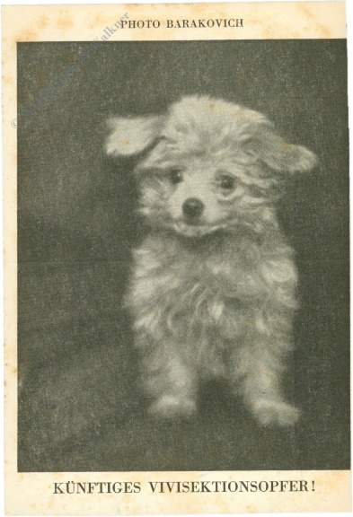 bolonka zwetna