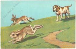 hasen flüchten vor dem jagdhund