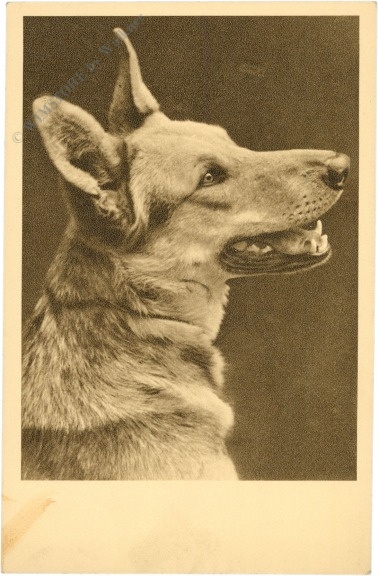 hund