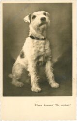 hund wann kommst du zurück?