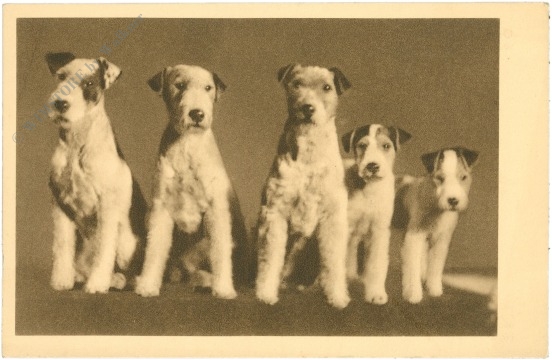 hunde