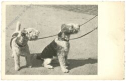 hunde