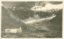 mayrhofen, alpenrose