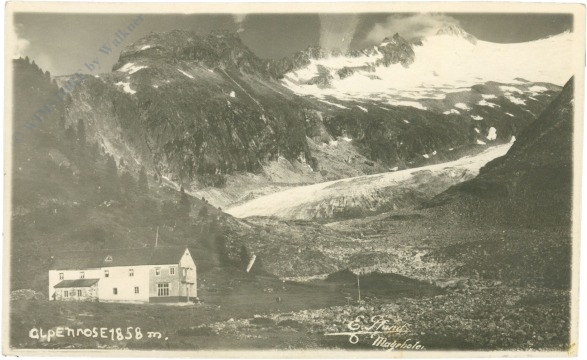 mayrhofen, alpenrose