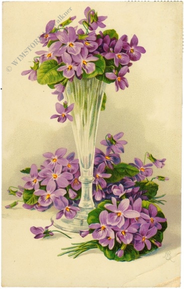 veilchen