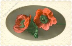rote anemonen