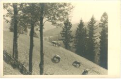 kühe auf der almwiese