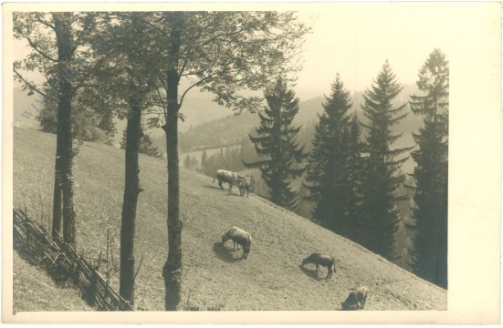 kühe auf der almwiese