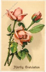 glückwünsche, rosen