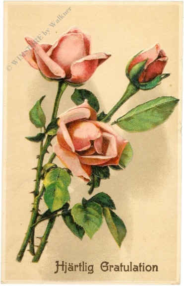 glückwünsche, rosen