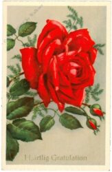 glückwünsche, rote rose