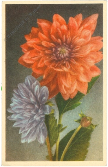 dahlien