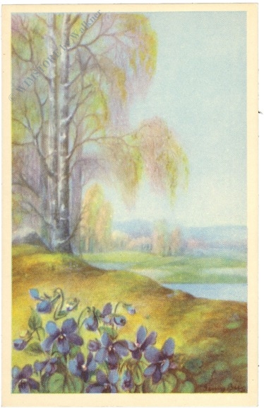 veilchen mit birken