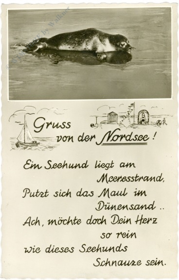 robbe gruss von der nordsee