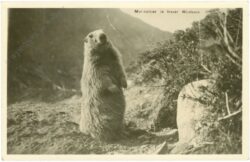 murmeltier in freier wildbahn